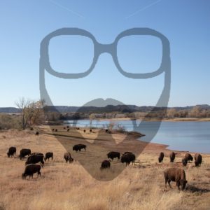 Bison group.jpg - Arturo Leal Productions